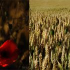 Coquelicot