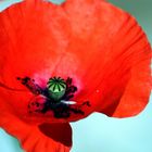 coquelicot