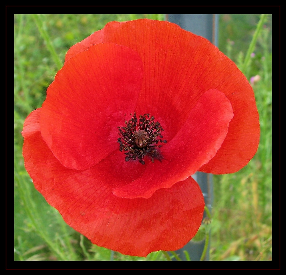 coquelicot