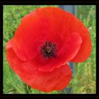 coquelicot