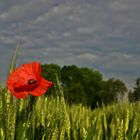 coquelicot