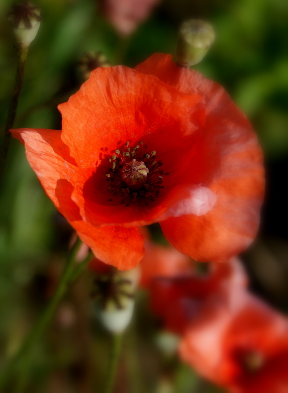 Coquelicot