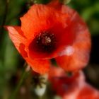 Coquelicot