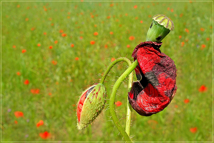 Coquelicot 6