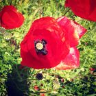 Coquelicot