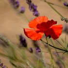 Coquelicot