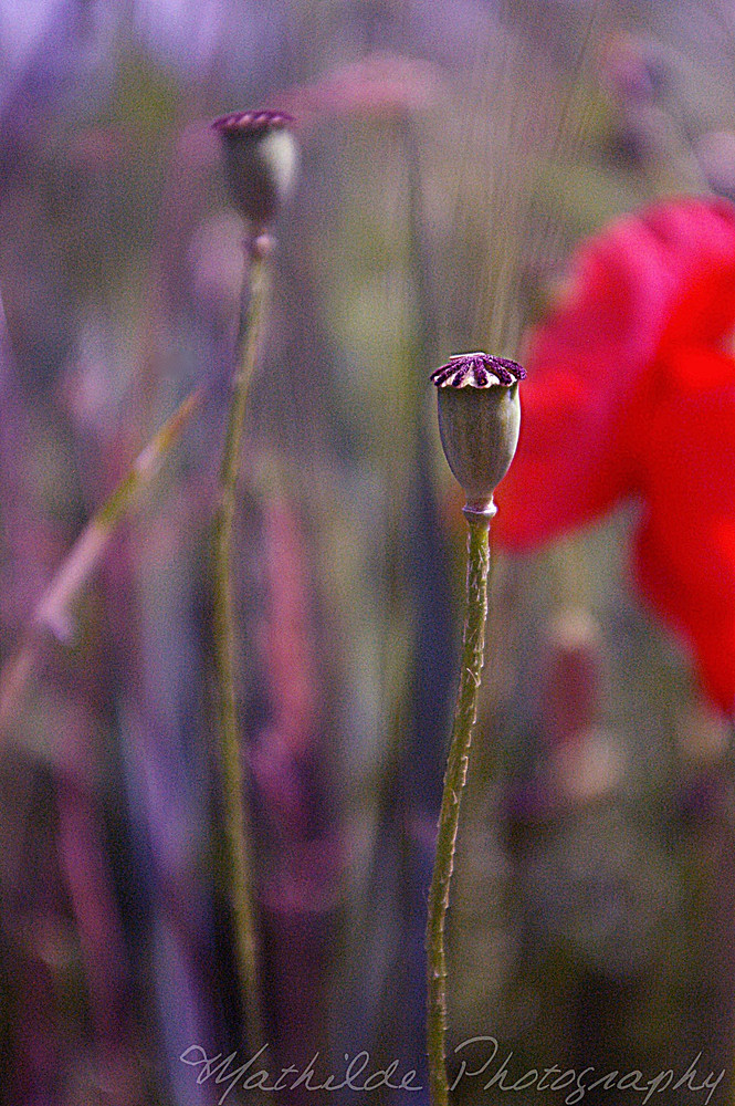 Coquelicot