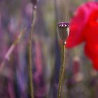 Coquelicot