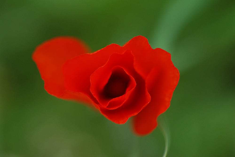 Coquelicot