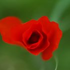 Coquelicot