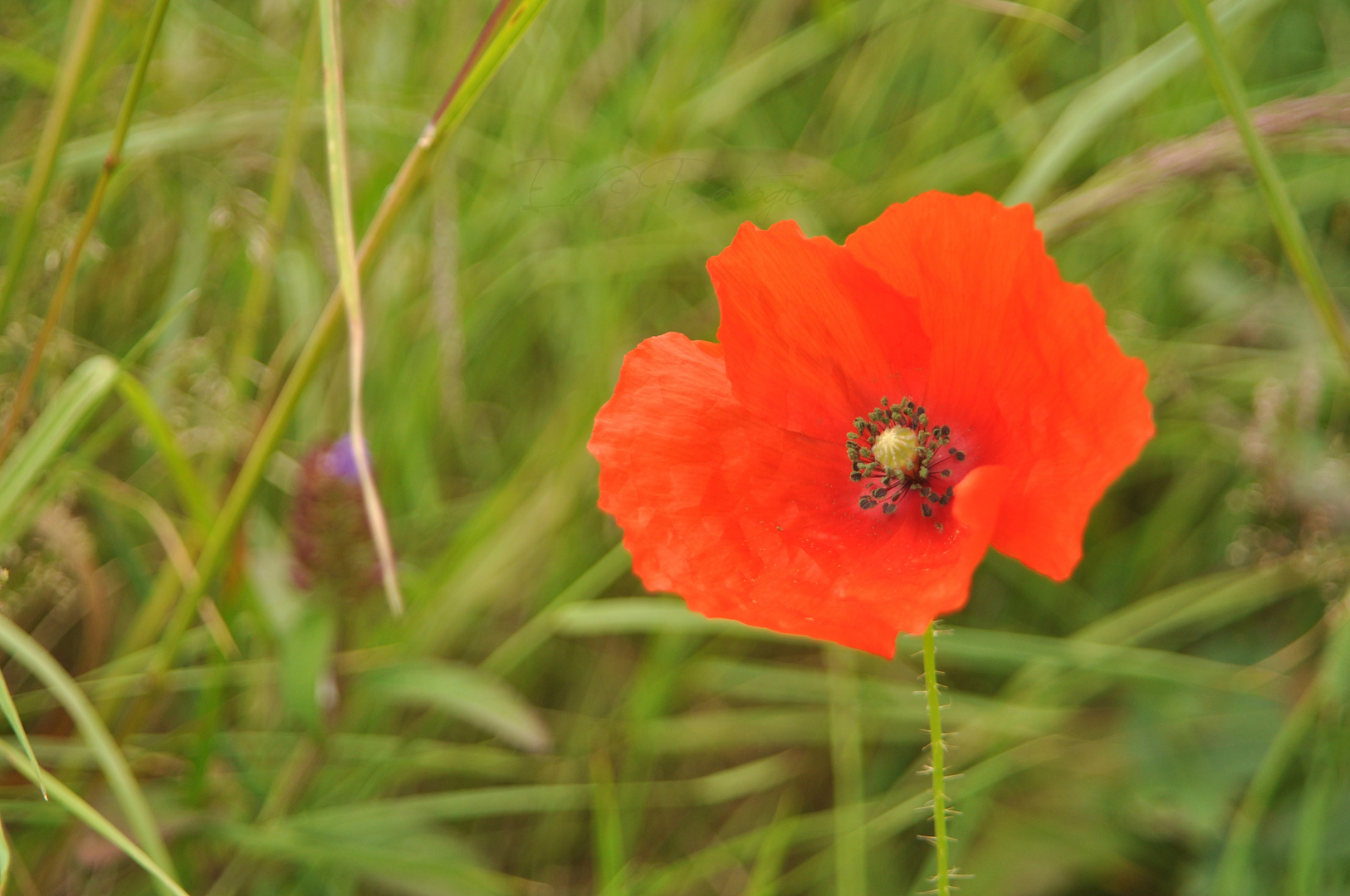 Coquelicot