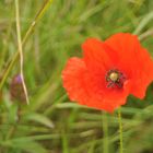 Coquelicot