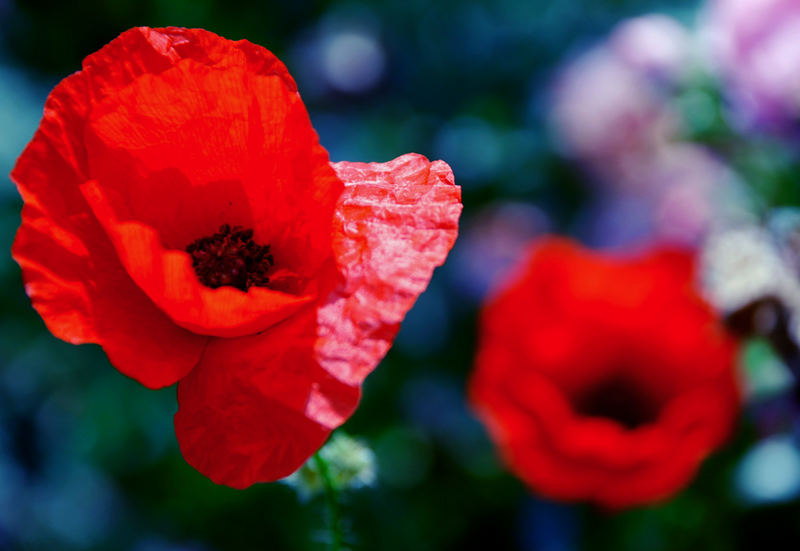 Coquelicot