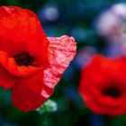 Coquelicot