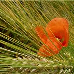 Coquelicot 7