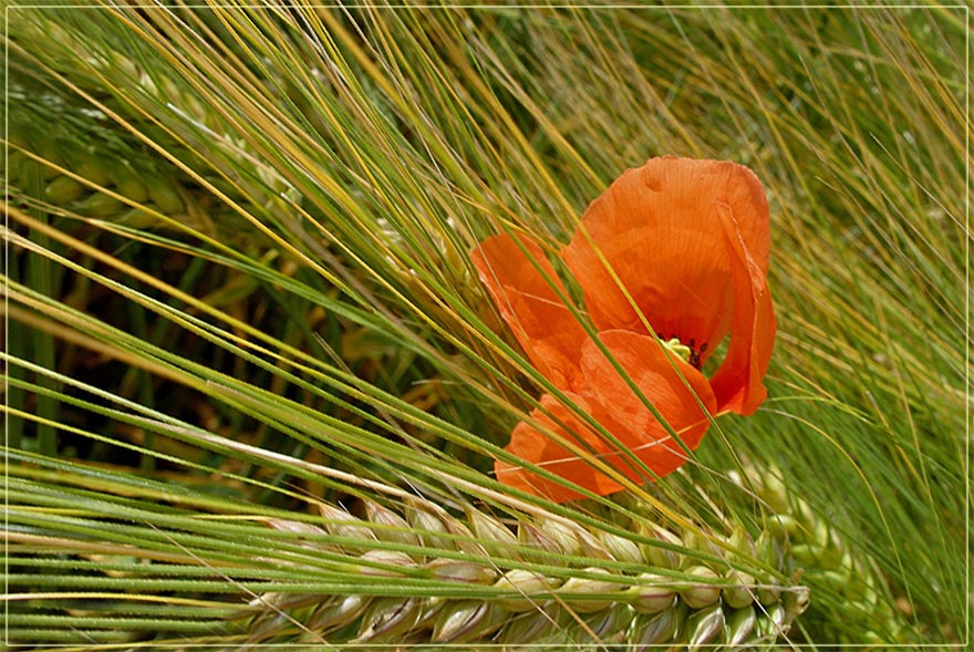 Coquelicot 7