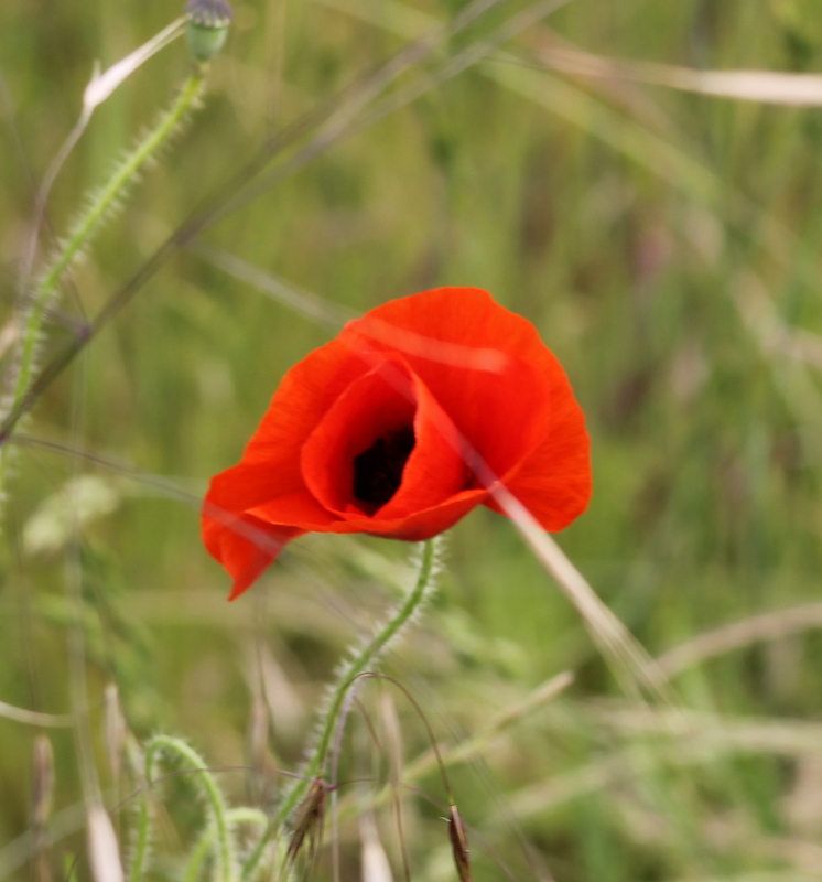 Coquelicot .