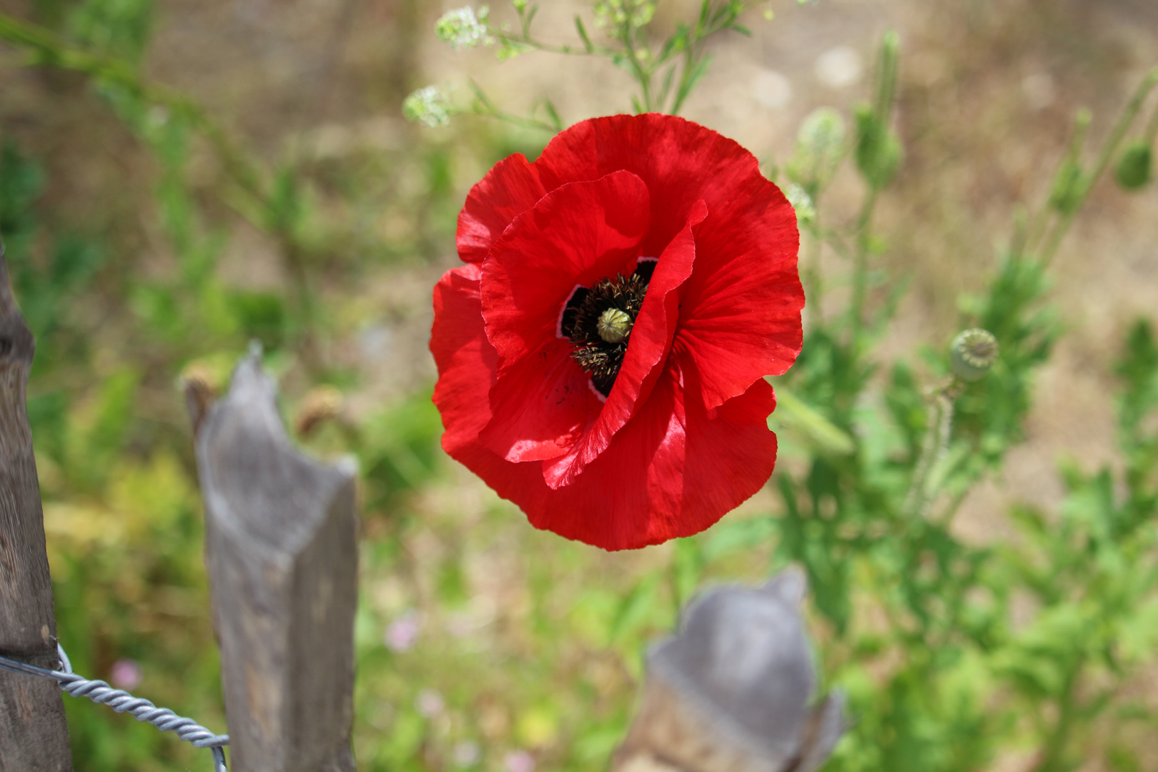 coquelicot