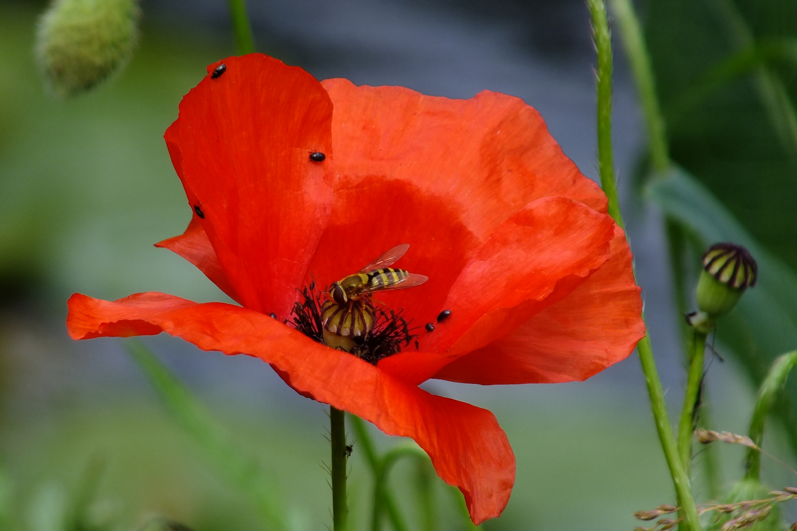 Coquelicot  