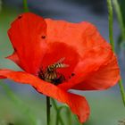 Coquelicot  