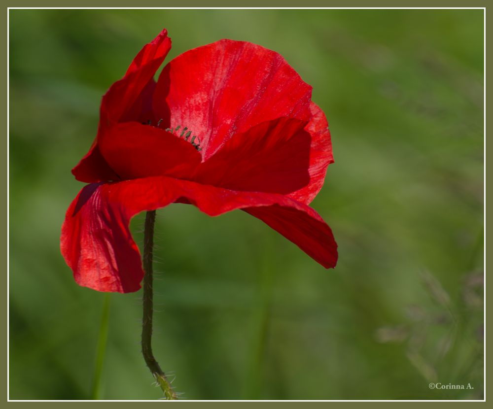 Coquelicot