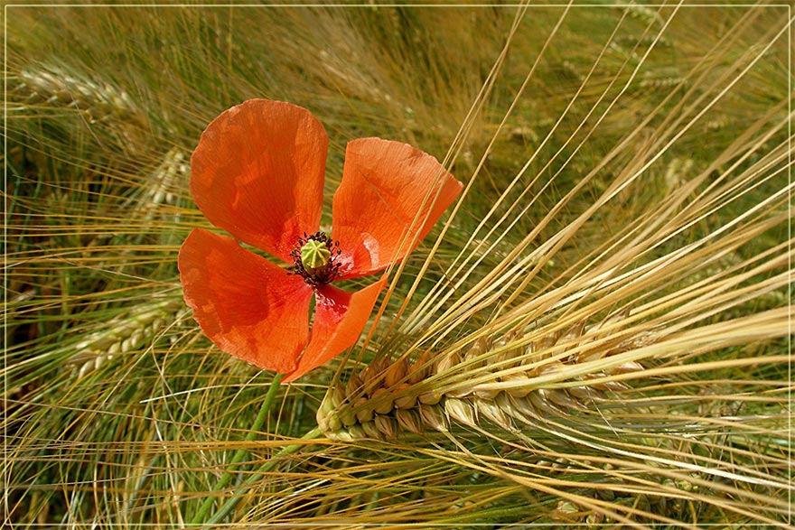 Coquelicot 8