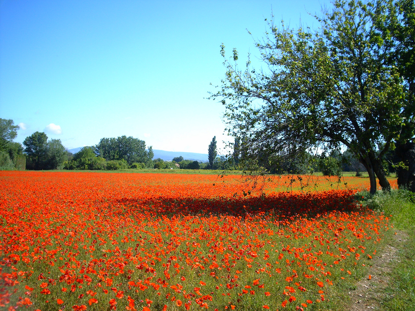 coquelicot