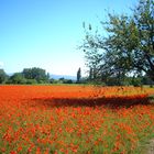 coquelicot