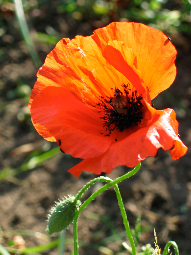 coquelicot