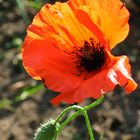 coquelicot