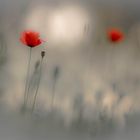 coquelicot ...