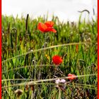 Coquelicot