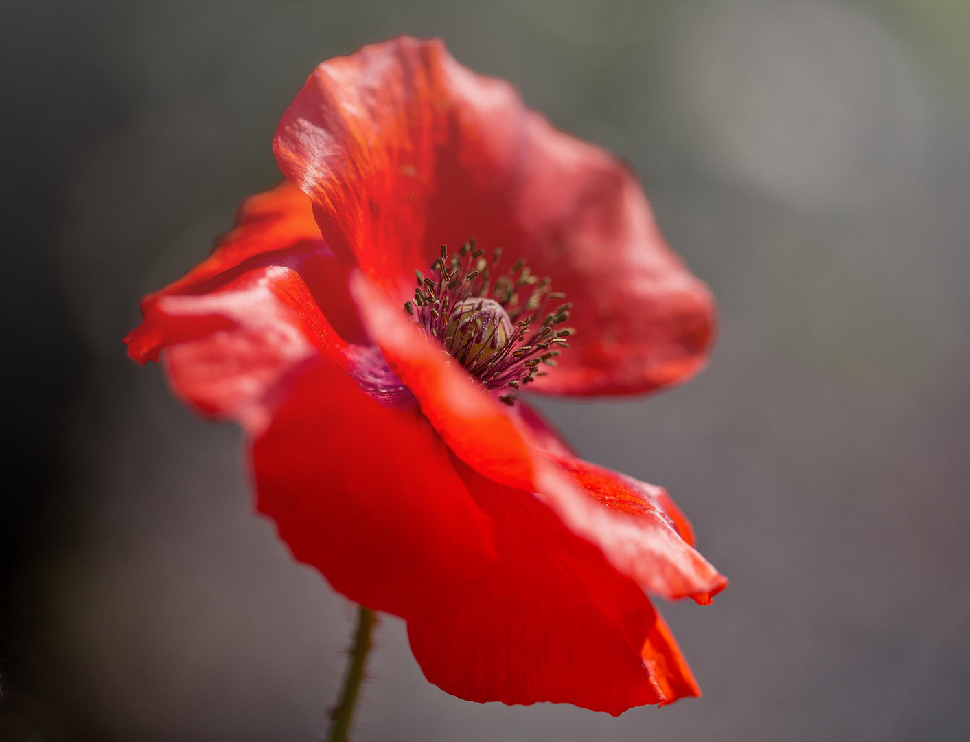 Coquelicot