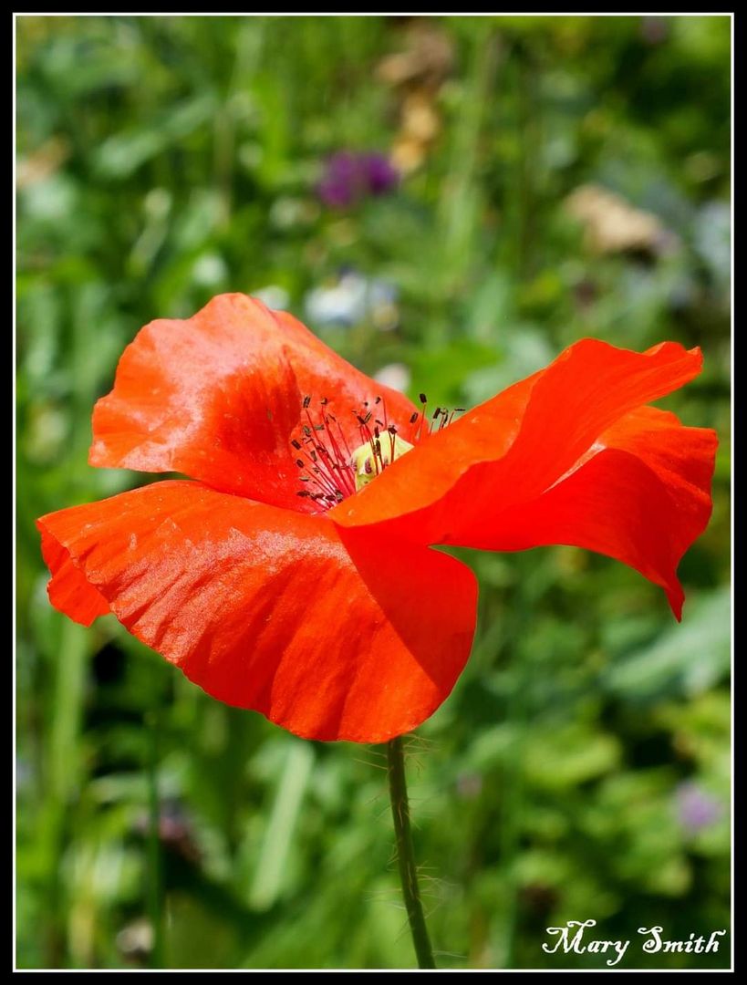 Coquelicot 