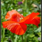 Coquelicot 