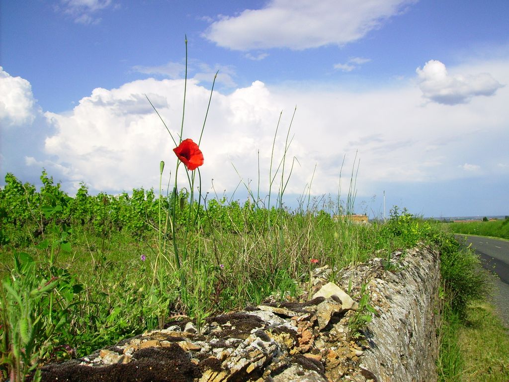 coquelicot