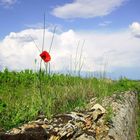 coquelicot