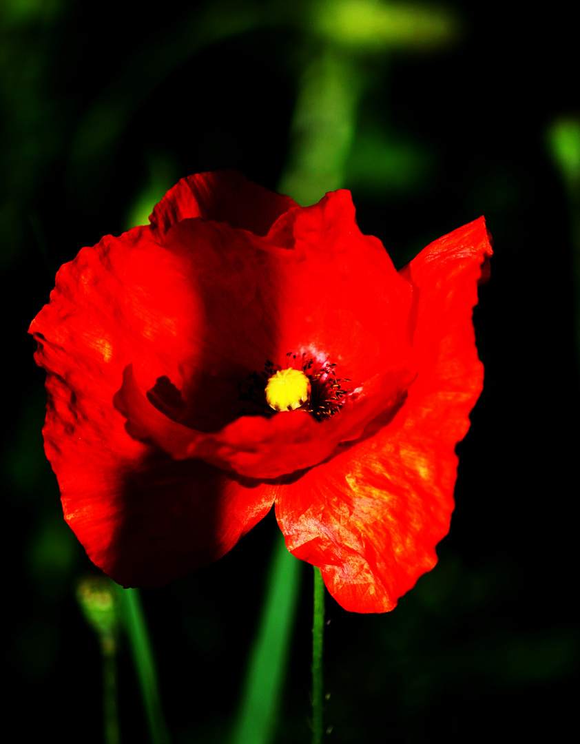 Coquelicot