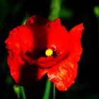 Coquelicot