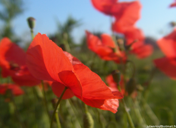 coquelicot