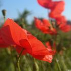 coquelicot