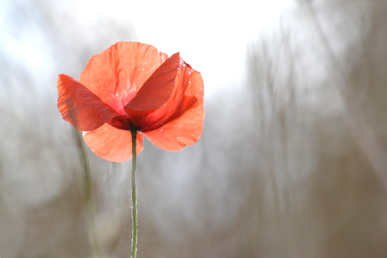 coquelicot