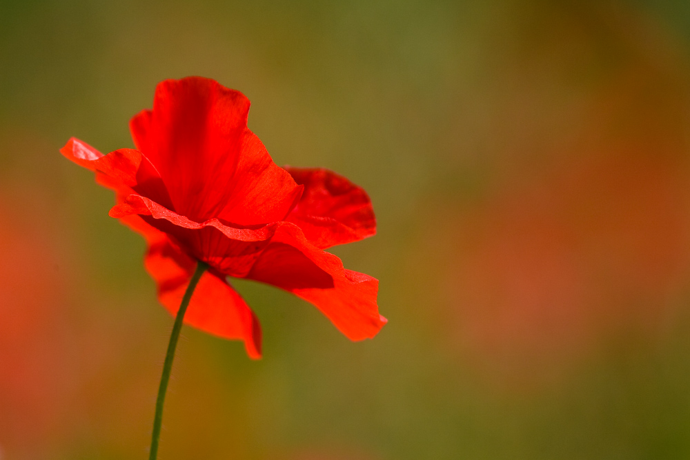 Coquelicot