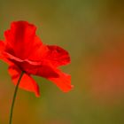 Coquelicot