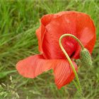 Coquelicot 9