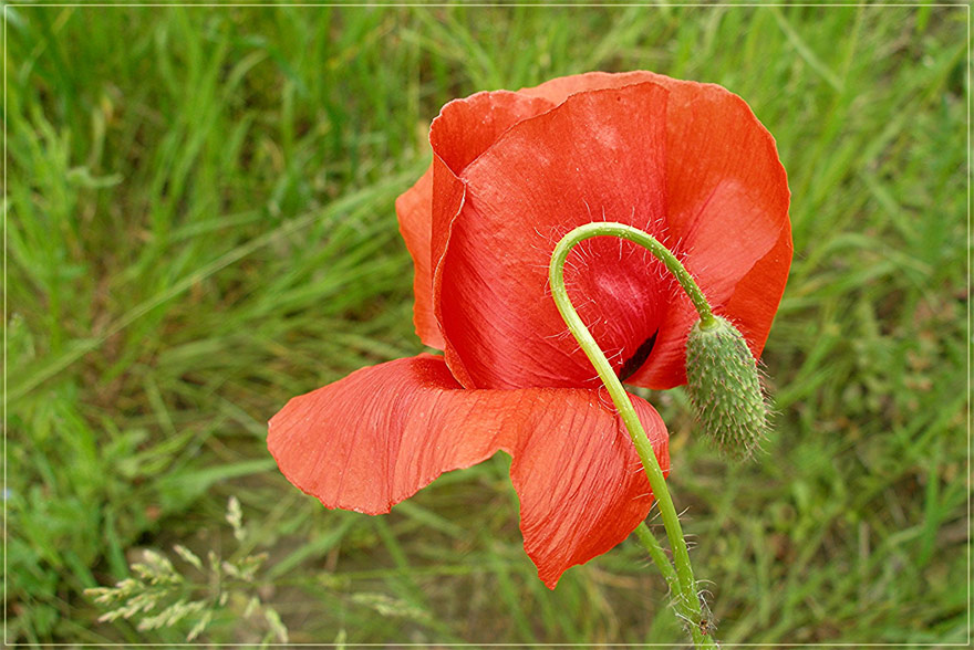 Coquelicot 9