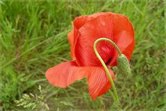 Coquelicot 9