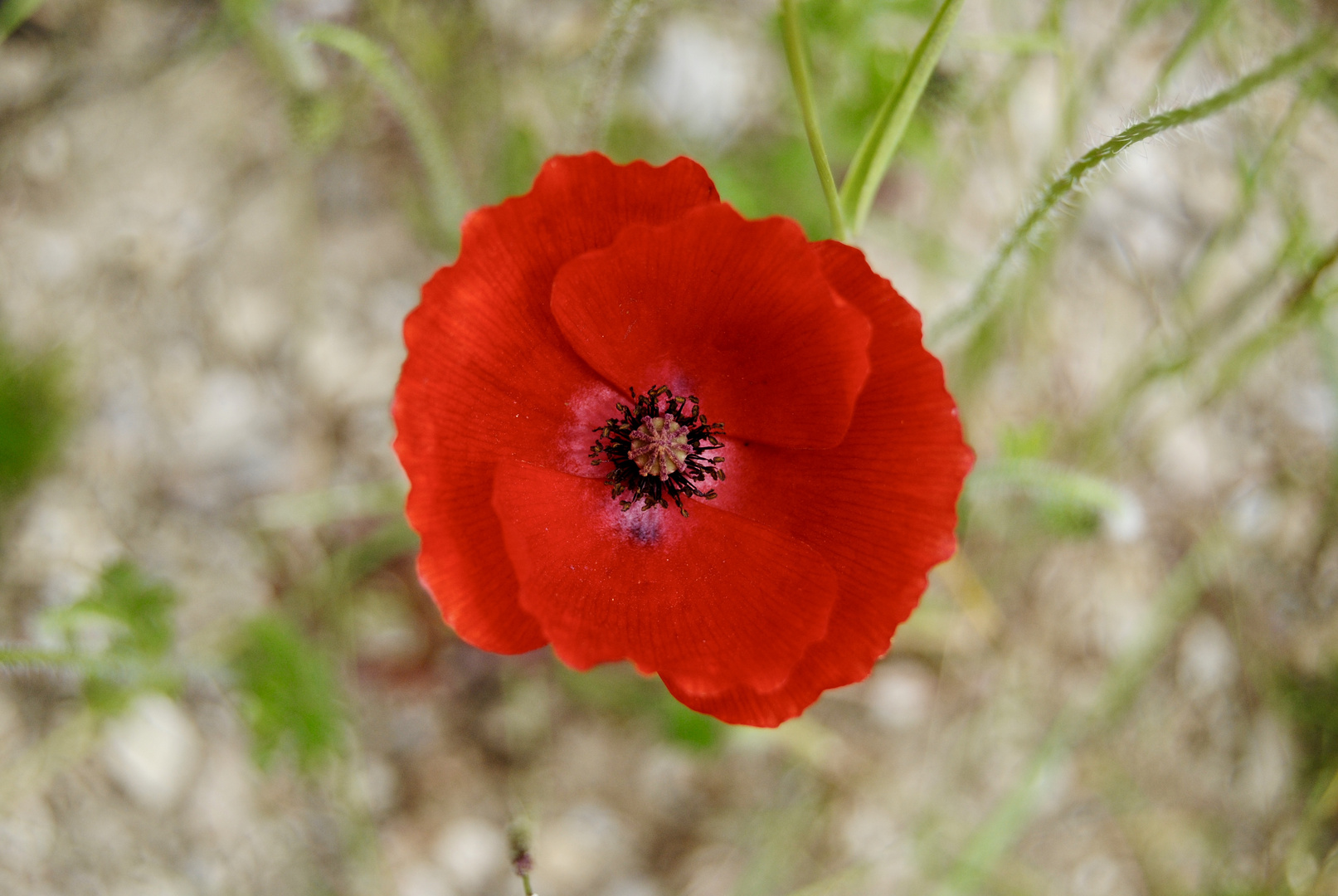 coquelicot