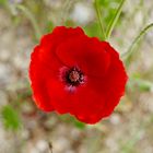 coquelicot