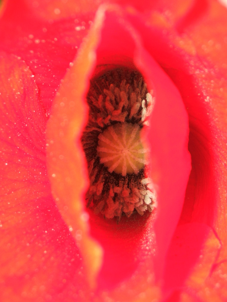 cOquelicot